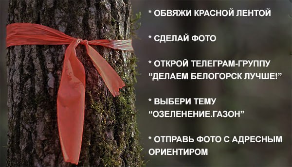 Еще 21 аварийное дерево спилено в детских садах и школах 