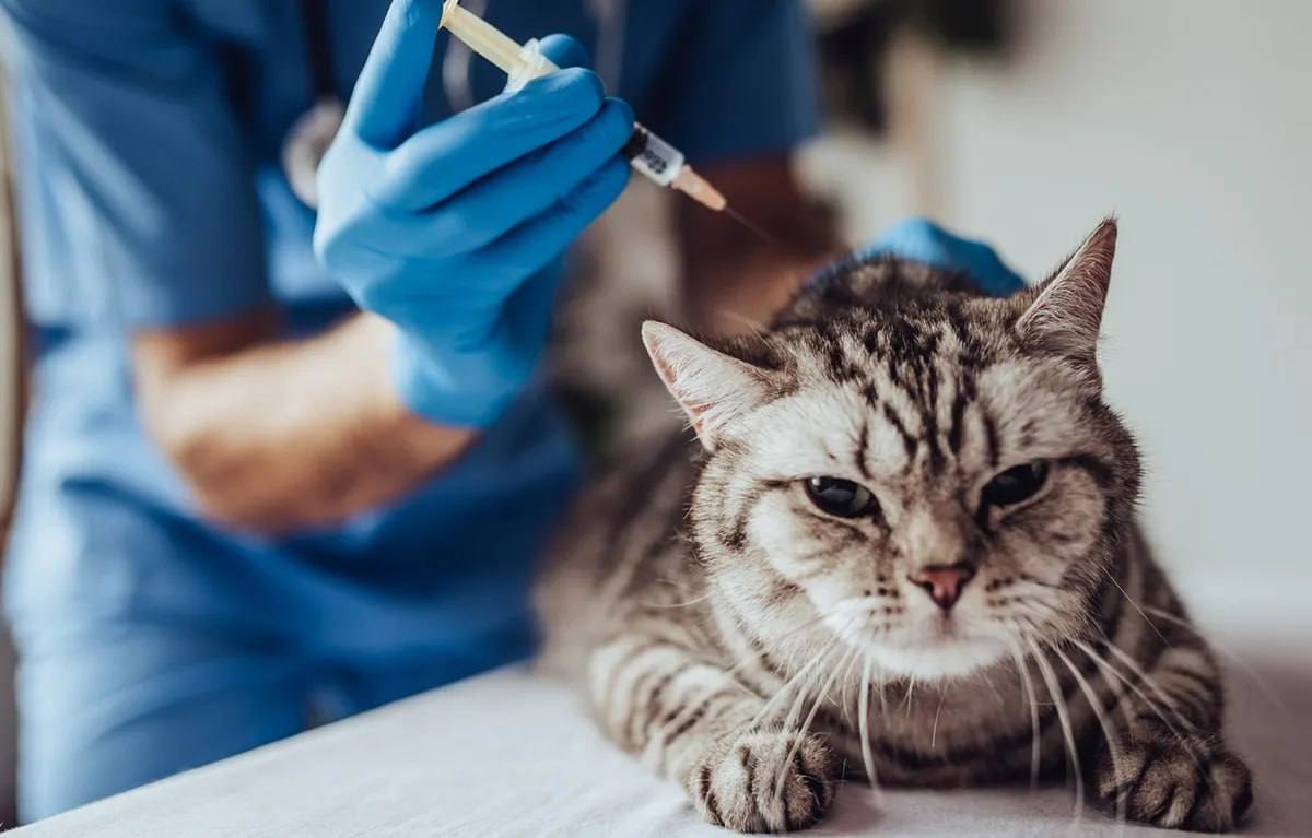 В Белогорске проходит бесплатная вакцинация животных от бешенства